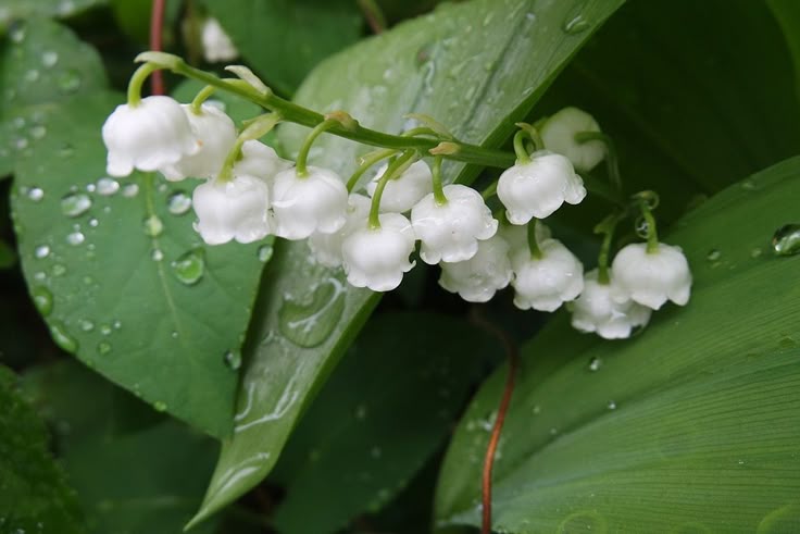 Lily of the&nbsp;Valley